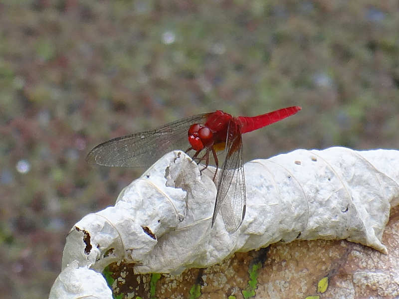 ショウジョウトンボ（舞鶴公園 2011/09/04撮影）_f0204094_827990.jpg