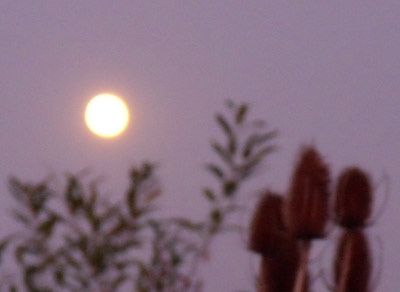 d0000995_1228278.jpg