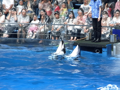 c0181921_11375668.gif