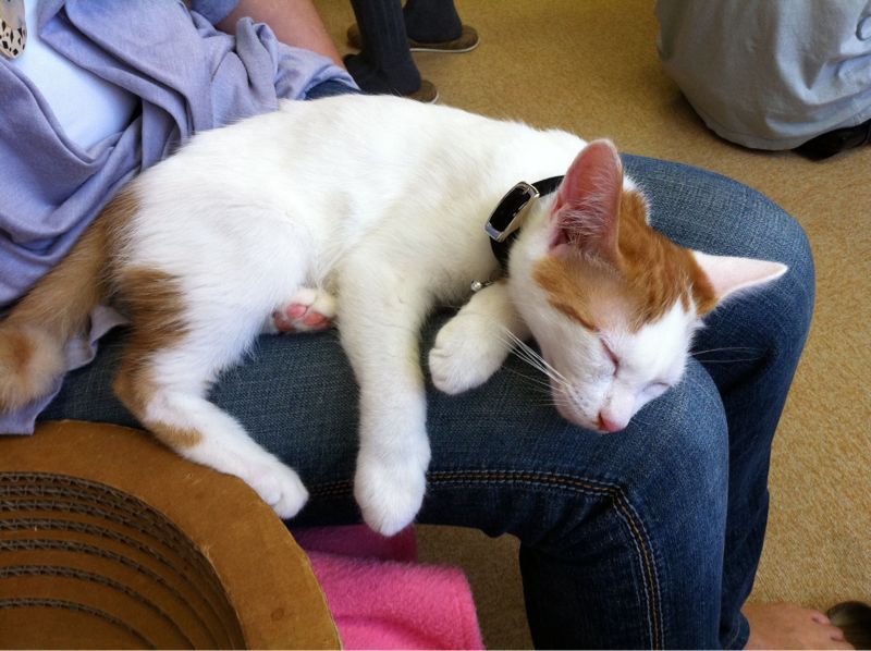 猫カフェにて 水の上の住人 猫カフェにて 水の上の住人