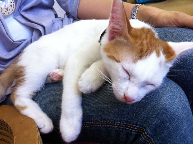 猫カフェにて 水の上の住人 猫カフェにて 水の上の住人