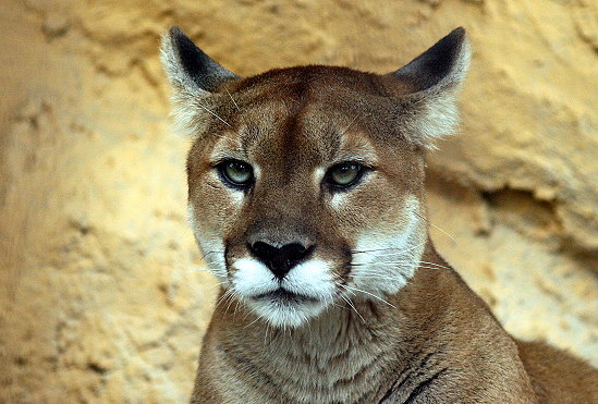 笑う（？）ピューマ : 動物園放浪記