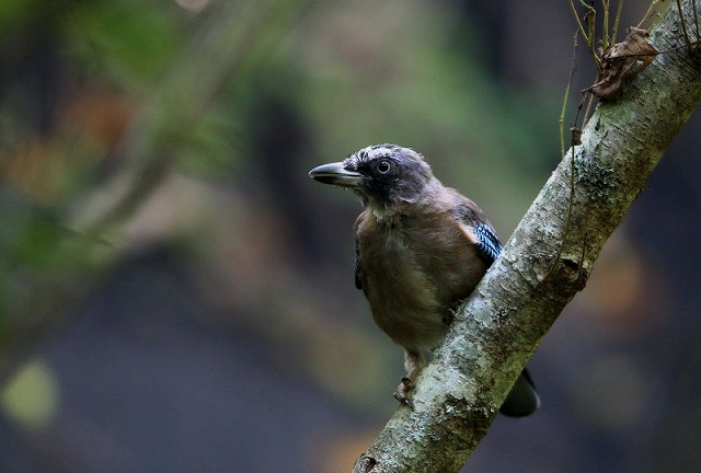 カケスの幼鳥_f0206138_23455117.jpg