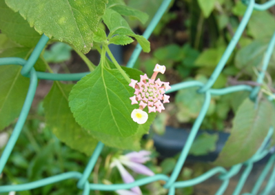 裏通りのランタナ Lantana_f0206939_1959458.jpg