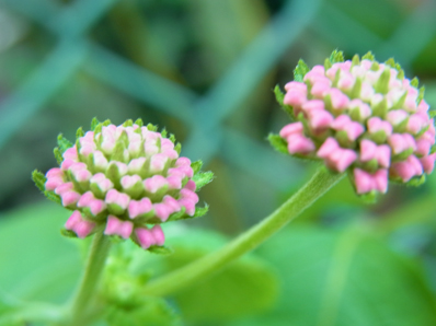 裏通りのランタナ Lantana_f0206939_2013544.jpg