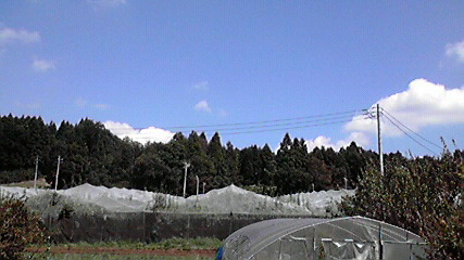 横山果樹園_e0227942_8361613.jpg