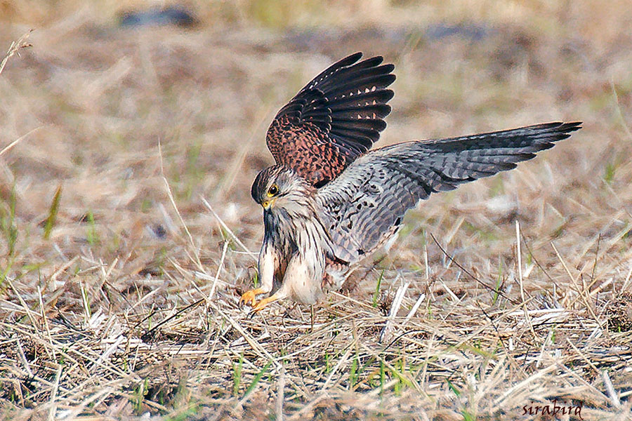 チョウゲンボウ（冬鳥　長元坊、全長：雄約33㎝、雌約38㎝）_d0238245_11534353.jpg