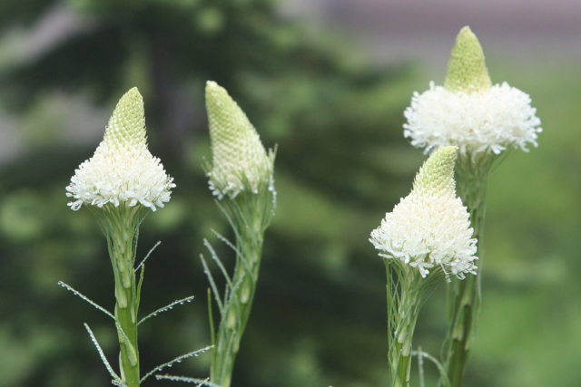 レーニエ山国立公園の花_b0144049_10513383.jpg