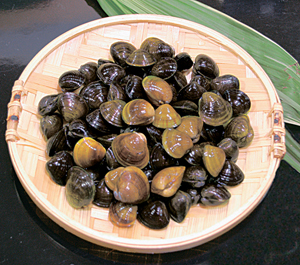 黄色いヤマトシジミ Beachmollusc ひむかのハマグリ