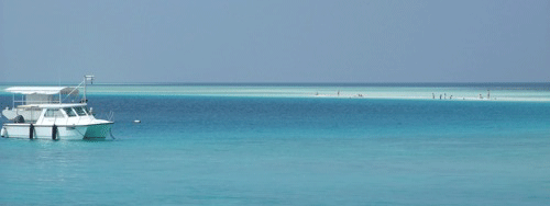 f0190653_1332965.gif