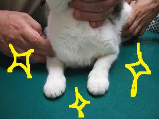 やっぱりすごい！“セファランチン”の威力！！_b0059154_11531570.jpg