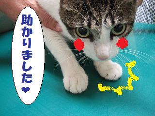 やっぱりすごい！“セファランチン”の威力！！_b0059154_11534486.jpg