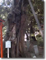 根津神社_e0009760_1026590.jpg