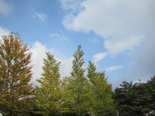 秋の気配～軽井沢町植物園_f0236260_1621239.jpg