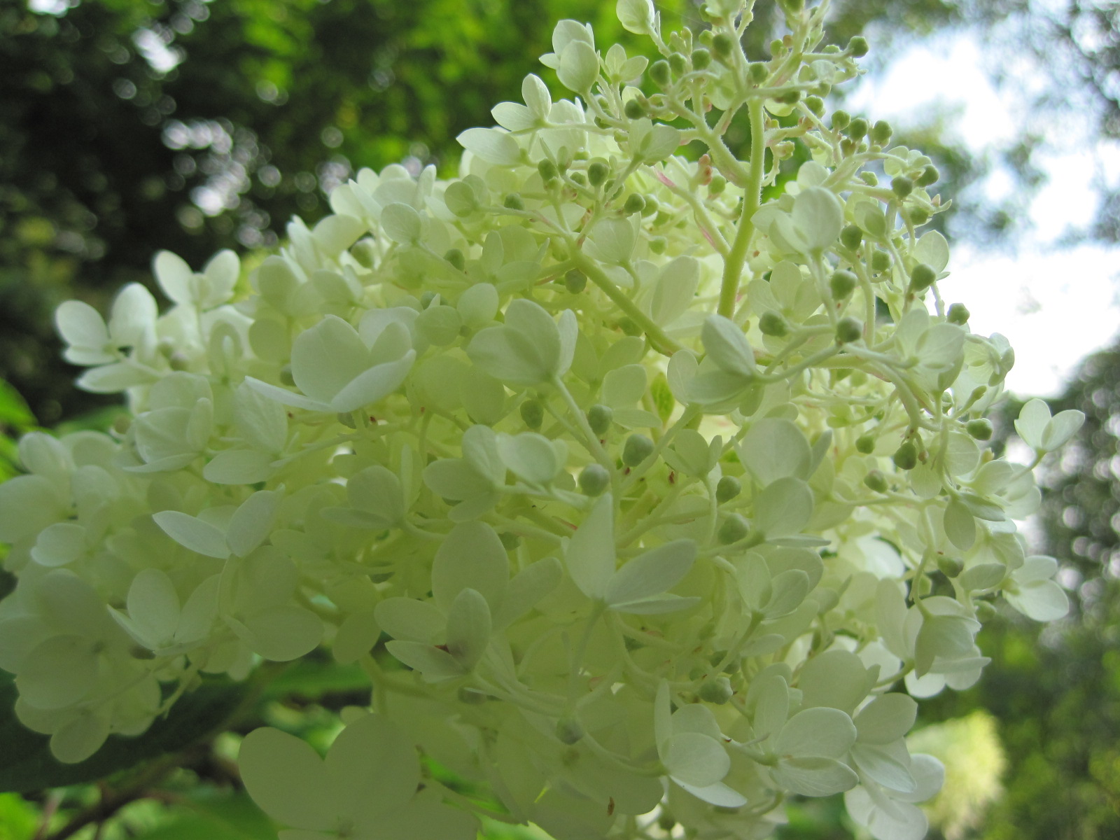 秋の気配 軽井沢町植物園 ぴきょログ 軽井沢でぐーたら生活