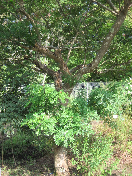 秋の気配～軽井沢町植物園_f0236260_1659781.jpg