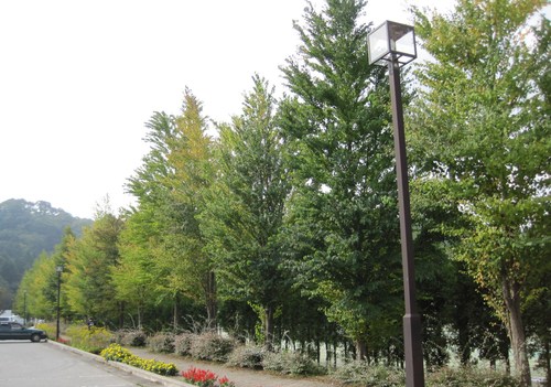 秋の気配 軽井沢町植物園 ぴきょログ 軽井沢でぐーたら生活