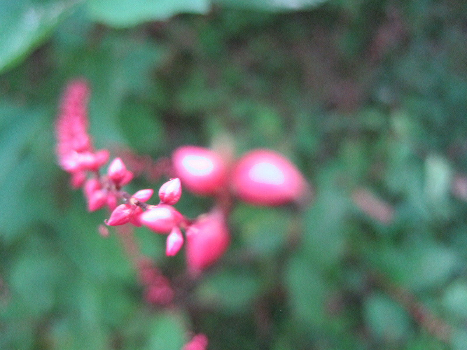 秋の気配～軽井沢町植物園_f0236260_17275560.jpg