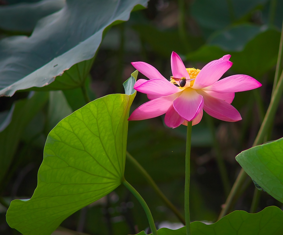 2011.9.13朝の蓮の花_b0221065_21364415.jpg