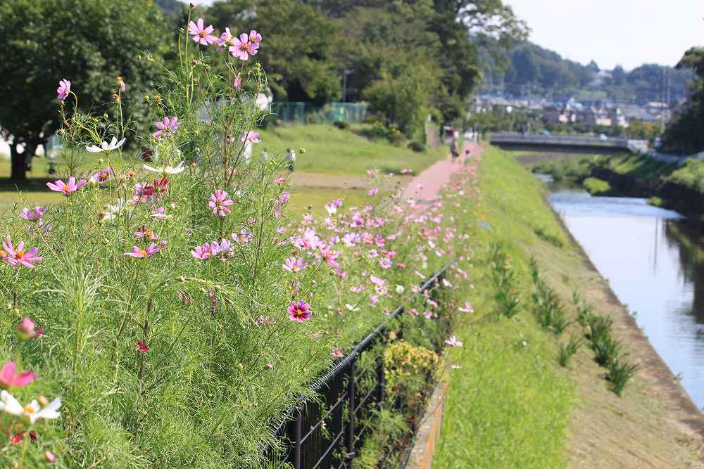 湯殿川沿いのコスモス_c0007169_20194442.jpg