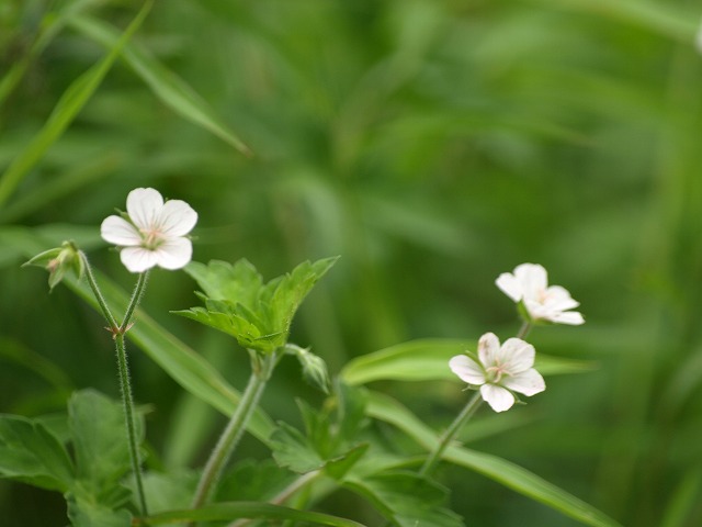 『野で笑う花・・？』_d0054276_19372577.jpg