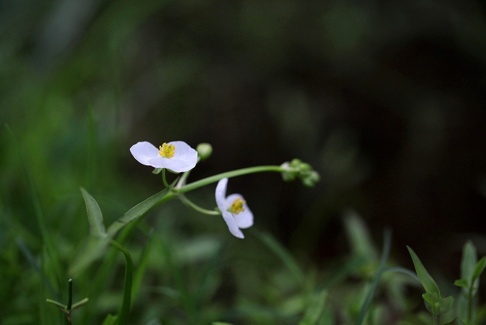 東三河の野草　その2_f0000789_2222295.jpg