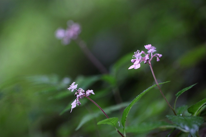 東三河の野草　その2_f0000789_22224926.jpg