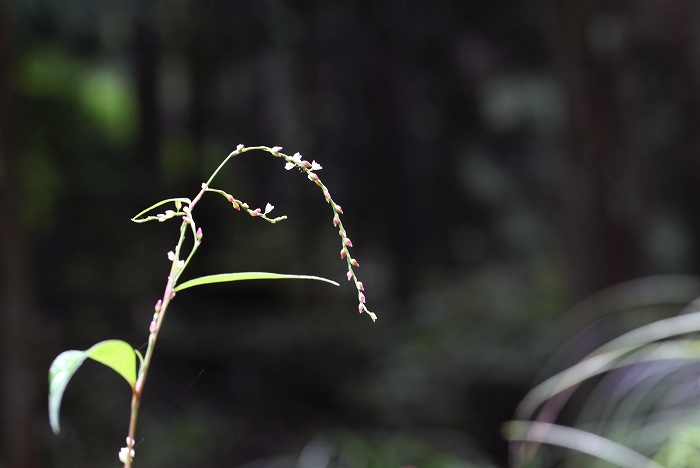 東三河の野草　その2_f0000789_22233035.jpg