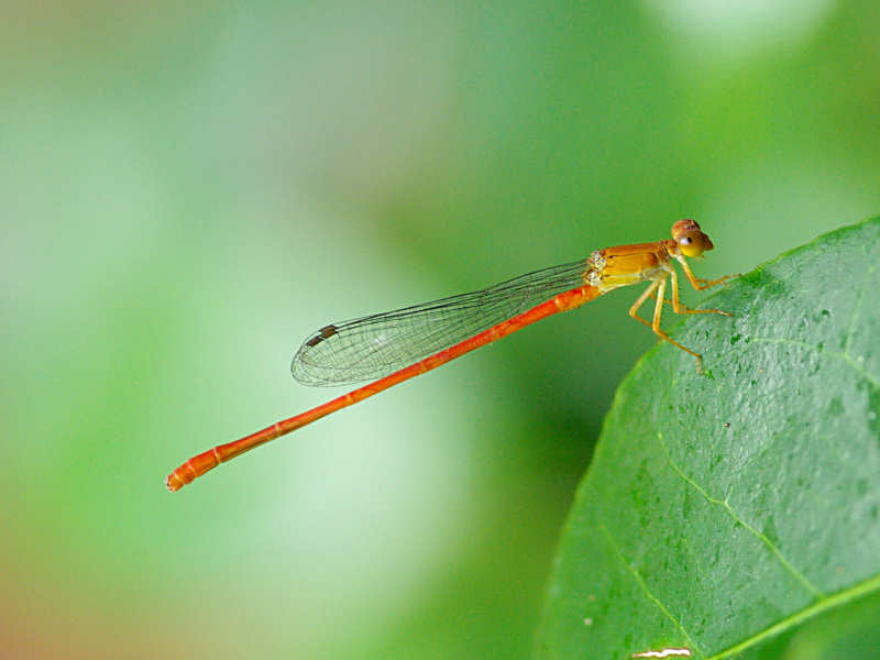 ベニイトトンボ（舞鶴公園 2011/09/04撮影）_f0204094_8342541.jpg