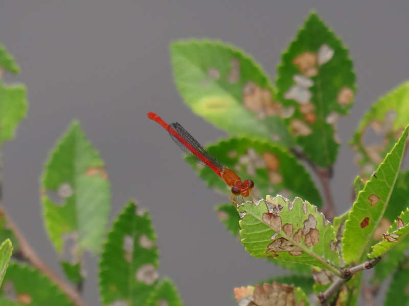 ベニイトトンボ（舞鶴公園 2011/09/04撮影）_f0204094_834791.jpg