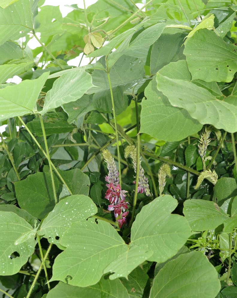 つる植物の話 1 自然観察大学ブログ