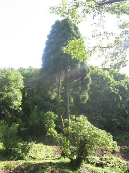 「greengreenvillage日田」に~開拓へ~☆_a0125419_20202557.jpg