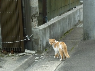 秋の味、大きな猫。_b0169238_21114723.jpg