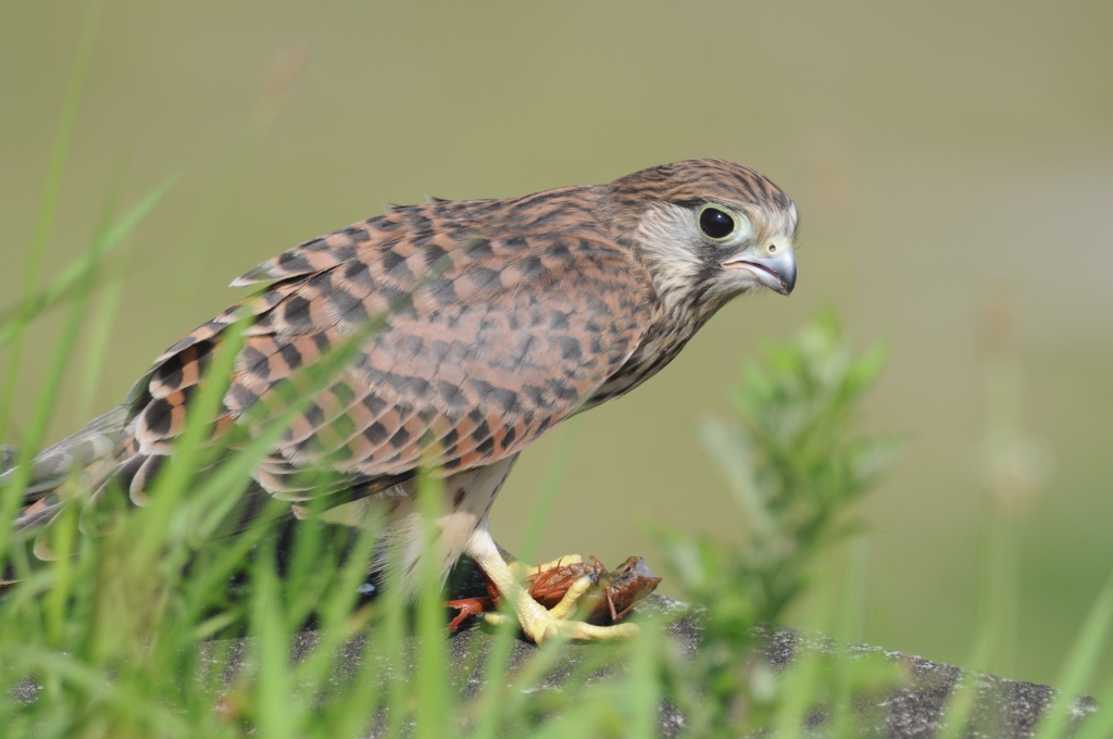 チョウゲンボウ幼鳥_a0237945_955366.jpg