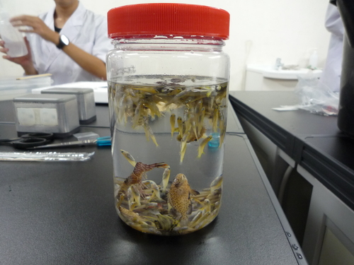魚 標本