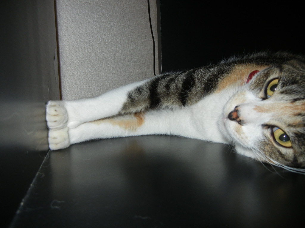 2011年9月14日(水)今日は心ちゃんが家の子になった記念日!_f0060461_14294632.jpg