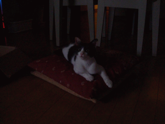 a0135577_10202931.gif