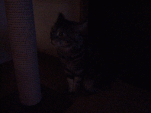 a0135577_10245165.gif