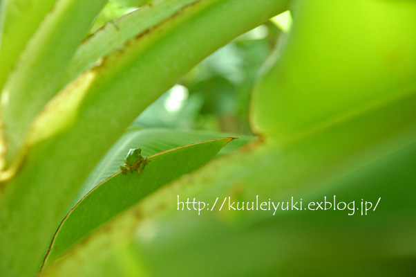 King of Tree frog_c0155680_1936458.jpg