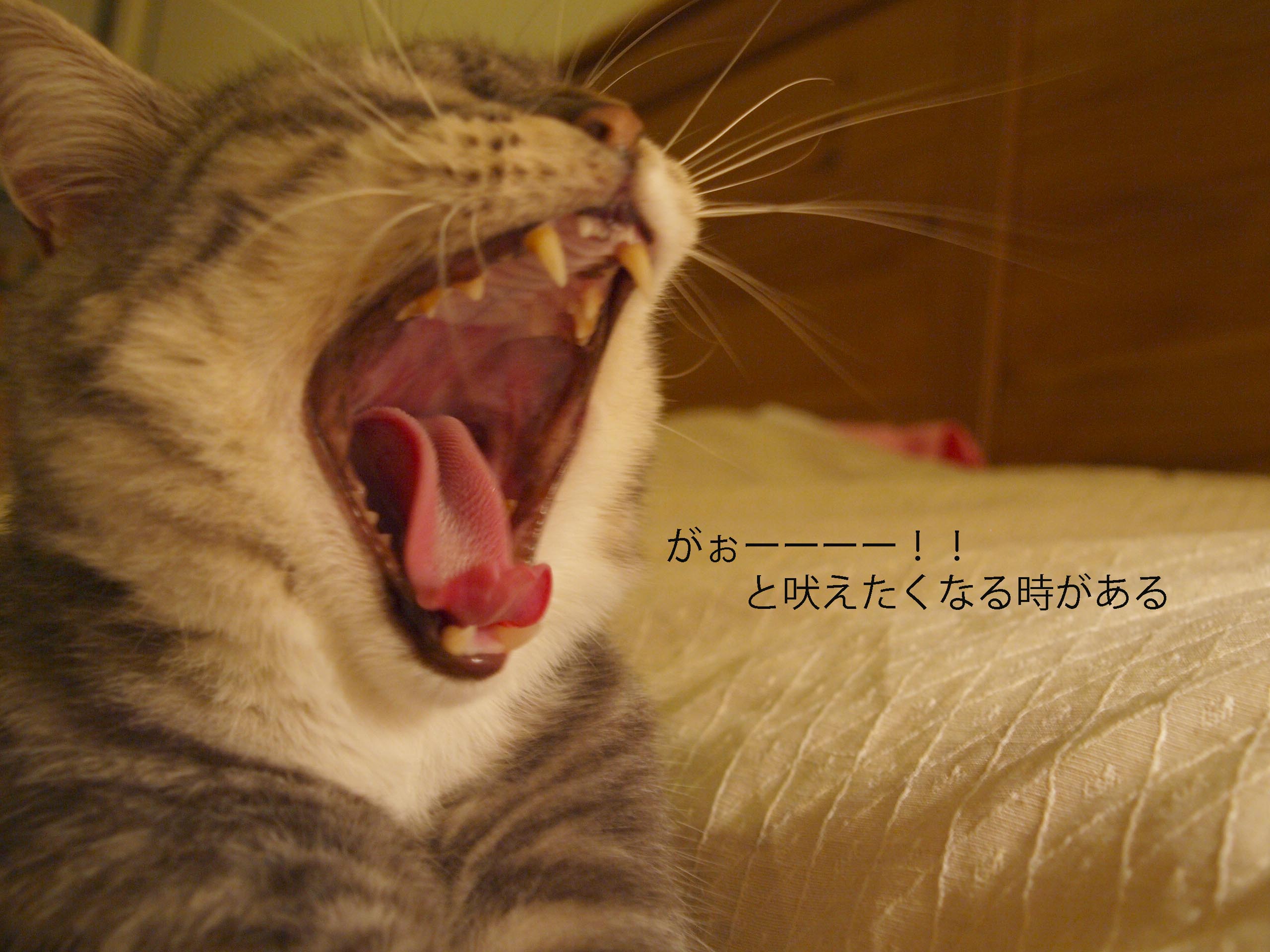 譲りあいの心ありますか??_c0179785_5475581.jpg