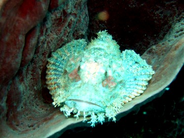 次はシミランの海へ!_f0144385_23323174.jpg