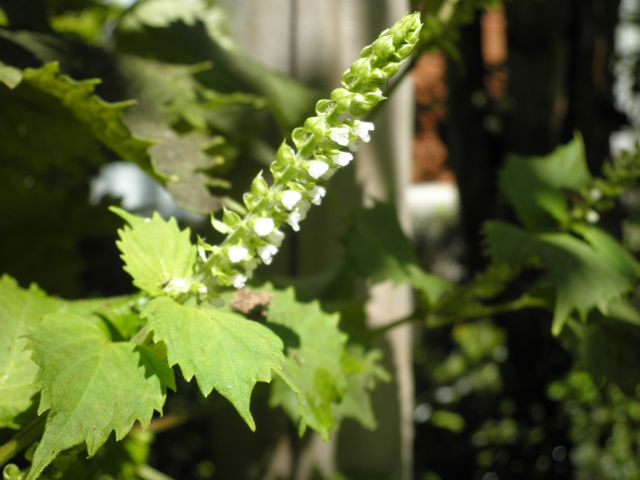 f0130894_21313358.jpg