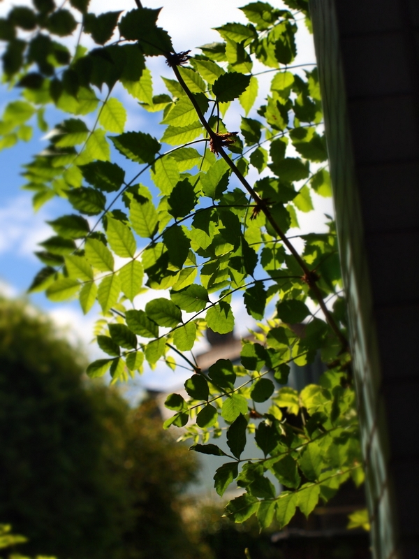 b0138101_221568.jpg