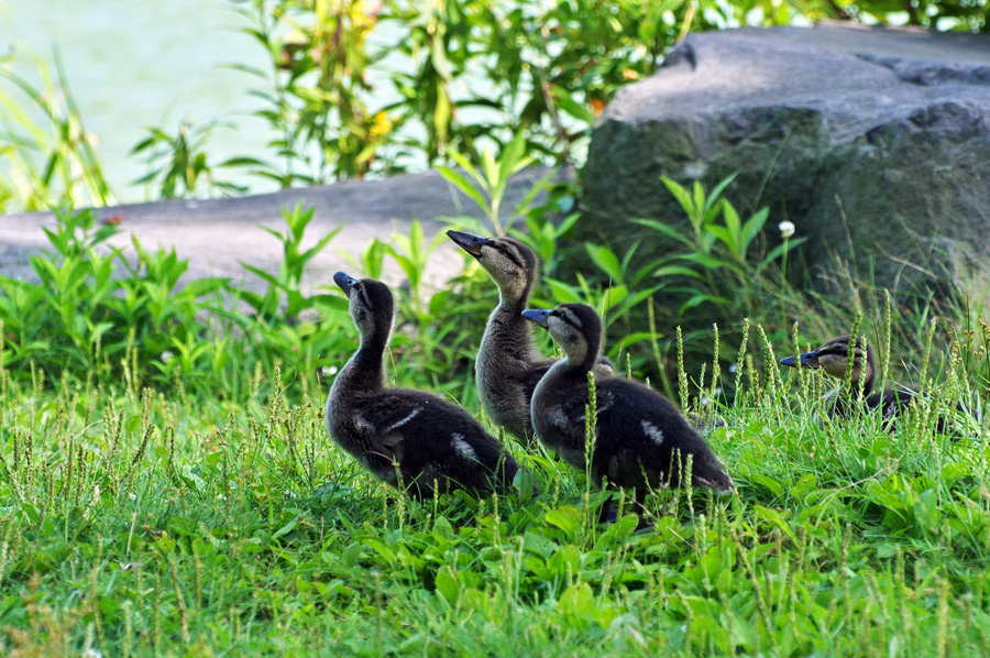 夏の終わりに．．．胆振　　2011.8月_f0200402_5444662.jpg