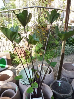 c0167112_209523.jpg