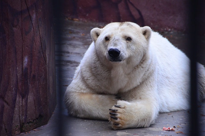 アンデルマさん、お元気で！　～　ペルミ動物園最終４日目_a0151913_2105954.jpg