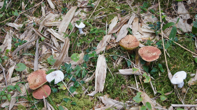 f0233414_2230233.jpg