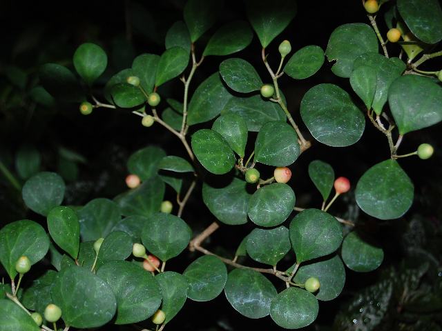小判菩提樹 コバンボダイジュ めずらしい花
