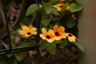 f0170524_1256741.jpg