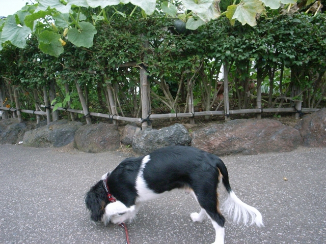 今日も元気過ぎです。_c0051132_205429100.jpg